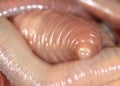 Live earthworms as a background Royalty Free Stock Photo