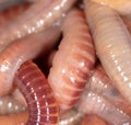 Live earthworms as a background Royalty Free Stock Photo