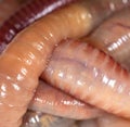 Live earthworms as a background Royalty Free Stock Photo