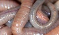 Live earthworms as a background Royalty Free Stock Photo