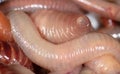 Live earthworms as a background Royalty Free Stock Photo