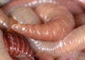 Live earthworms as a background Royalty Free Stock Photo