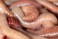 Live earthworms as a background Royalty Free Stock Photo