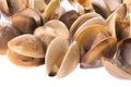 Live Edible Clams Isolated Royalty Free Stock Photo