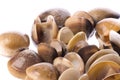 Live Edible Clams Isolated Royalty Free Stock Photo