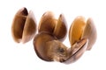 Live Edible Clams Isolated Royalty Free Stock Photo