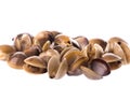 Live Edible Clams Isolated Royalty Free Stock Photo