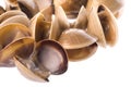 Live Edible Clams Isolated Royalty Free Stock Photo