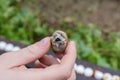 Live edible snail in hand on the snail farm Royalty Free Stock Photo