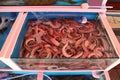 Live eels in fish market in Korea