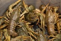 Live European crayfish. Fresh uncooked raw crayfish ready for cooking.