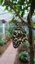 Live exotic butterfly species - colourful insects in their natural habitat