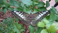 Live exotic butterfly species - colourful insects in their natural habitat Royalty Free Stock Photo