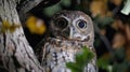 A live feed camera perched high above a city park, zooming in on a rare urban owl nest atop an ancient oak, offering a Royalty Free Stock Photo