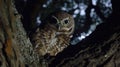 A live feed camera perched high above a city park, zooming in on a rare urban owl nest atop an ancient oak, offering a Royalty Free Stock Photo