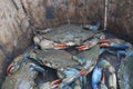 Live Female blue crabs bushel