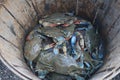 Live Female blue crabs bushel