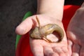 Fish bull lies in children`s hands.