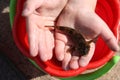 Fish bull lies in children`s hands.