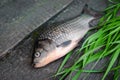 Live fish have just been caught from the river. She lies against the background of old gray boards