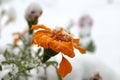 Live flowers in first winter snow.