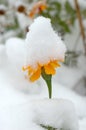 Live flowers in first winter snow.