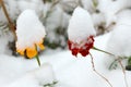 Live flowers in first winter snow.