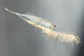 Fresh hatched brine shrimp Artemia salina isolated