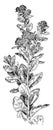 Live-Forever or Garden Orpine vintage illustration