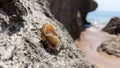 A live fresh Patella rustica mollusk stands upside down on a large rock on the ocean shore among the rocks