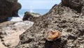 A live fresh Patella rustica mollusk stands upside down on a large rock on the ocean shore among the rocks