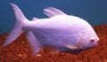 Live Fresh water pink color Fish Nature Aquariums Royalty Free Stock Photo