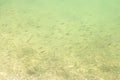 Live fry in the lake in shallow water on a summer day