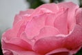 The rose is gently pink with smooth petals large from the bottom right corner.