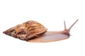 Live giant african land snail isolated on white background Royalty Free Stock Photo