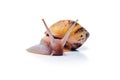 Live giant african land snail isolated on white background Royalty Free Stock Photo