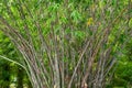 Live green bamboo thicket city public park Royalty Free Stock Photo