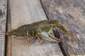 Live green crayfish