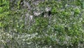 Live Green Moss On Grey Stone
