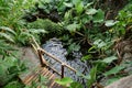 Live green tropical plants in greenhouse, horticultural establishment