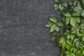 Live hedge from Maiden Girlish grapes. Green plants against a stone shingles slat wall. Parthenocissus inserta