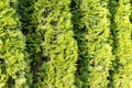 Live hedge from Thuja western Smaragd