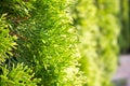 Live hedge from Thuja western Smaragd