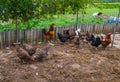 Live homemade chickens on the backyard in the village Royalty Free Stock Photo