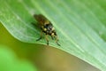 Live horsefly or Tabanidae on leaf