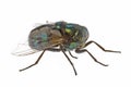 Live Household Fly Macro Royalty Free Stock Photo