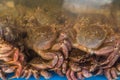 Live Japanese hairy crabs at retail market in Hokkaido, Japan