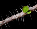 Live juicy leaf on bough of thorny dead plant