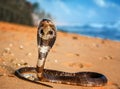 Live King cobra on the sand Royalty Free Stock Photo