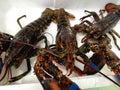 Live lobster display on the fish market Royalty Free Stock Photo